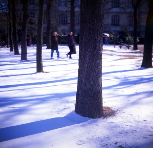 arbres dans la neige.jpg